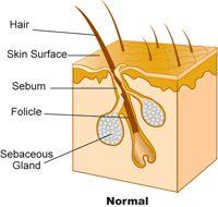 SEBACEOUS GLANDS All over body except palms and soles of