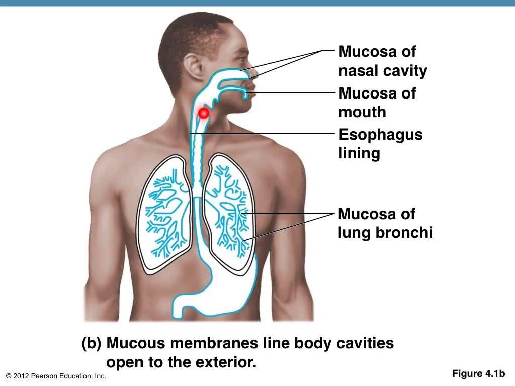 MUCOUS MEMBRANE Line cavities that lead to outside.