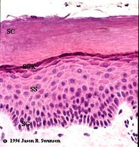 EPIDERMIS 5 layers of tissue 1.Stratum corneum 2.