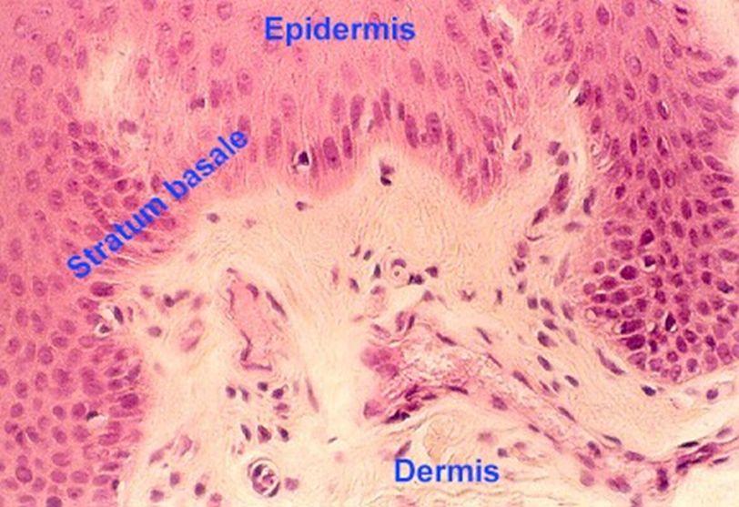 STRATUM BASALE Lowest epidermal layer, near dermis Good nutrient supply