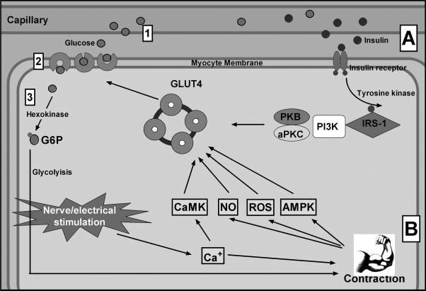 480 MERRY AND MCCONELL Figure 1. Mechanisms of glucose uptake into skeletal muscle. (A) insulin-stimulated glucose uptake, (B) Potential mechanisms involved in contraction-stimulated glucose uptake.