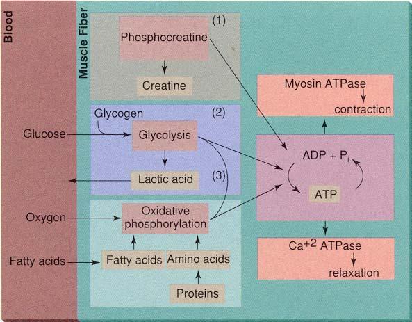 Sources of ATP for