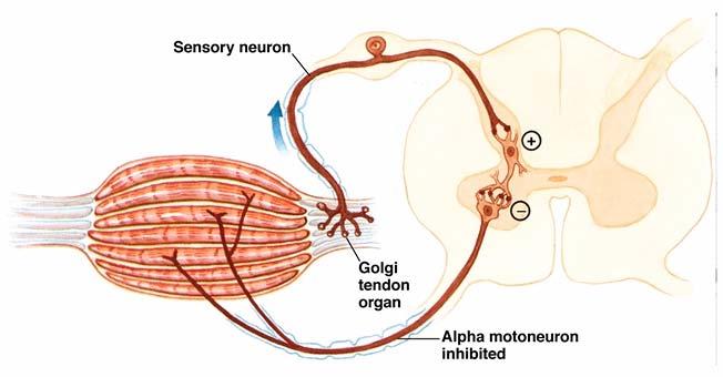 Golgi Tendon Organ Monitor tension developed in muscle Prevents damage during