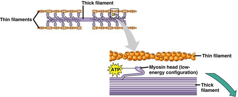 Muscle Fiber Contraction I Myosin