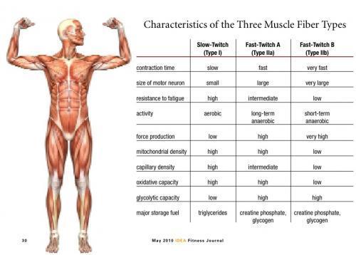 Types of Muscle Skeletal Muscle Fibers Slow oxidative Fast oxidative Fast glycolytic