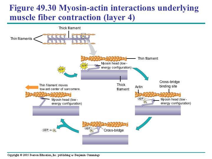 When a muscle is stimulated to contract, the myosin heads start to walk along