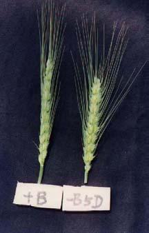 Low micronutrients in subsoil Rape Seed yield (g/plant) Zn effic.