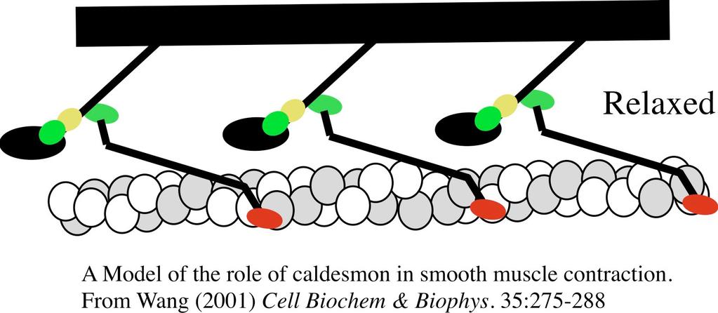 Not shown in the diagram above is tropomyosin.
