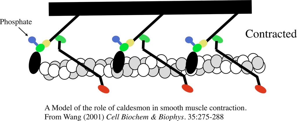When Ca ++ (or a number of other signals) results in the activation of myosin, there is apparently some other pathway that also involves slight movements of caldesmon that exposes binding sites.
