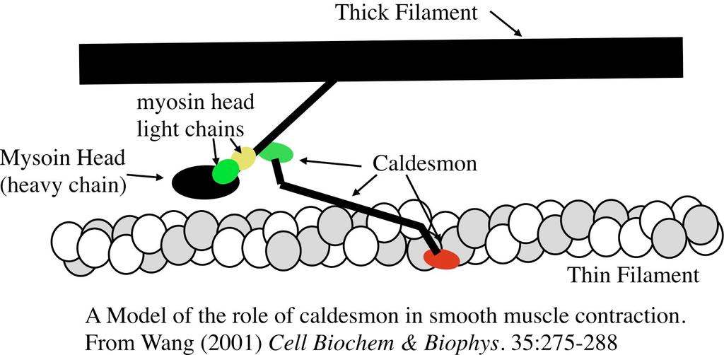 Note the presence of a protein that we did not consider in skeletal muscles (and is not found in them) caldesmon. Caldesmon is a curved chain with two binding sites.
