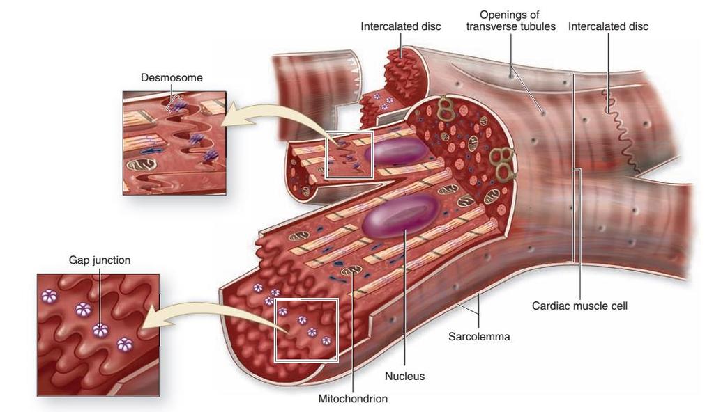 Cardiac Muscle The intercalated discs represent the interface between adjacent muscle cells and contain many junctional complexes.