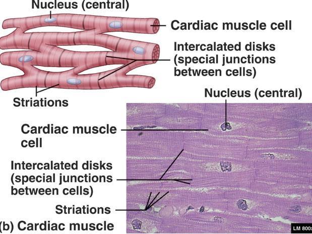 Cardiac Muscle During embryonic development, the mesoderm cells of the primitive heart tube align into chain-like arrays.