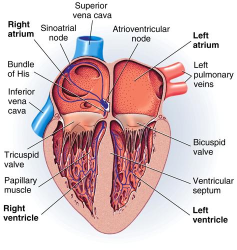 From body From Lungs Chordae tendinae To