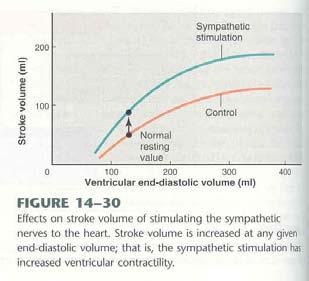 Emptying Diastole = Ventricular