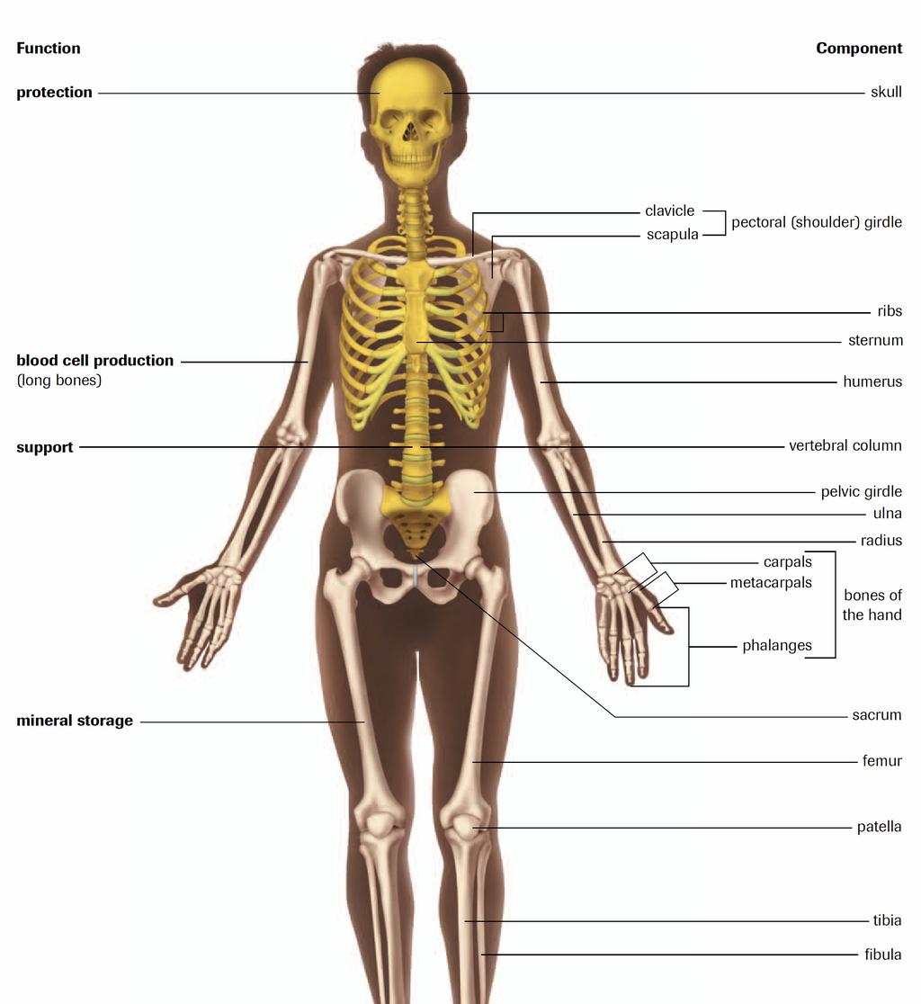 Unit 20 D Human Systems Figure 2 The human skeleton