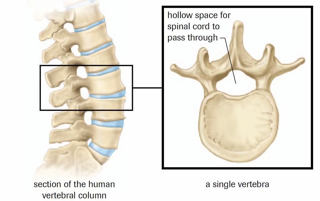 Bones and Cartilage The human skeleton is like a modern high-rise building in many ways. Like a building, the skeleton contains many structural parts that perform specific functions.