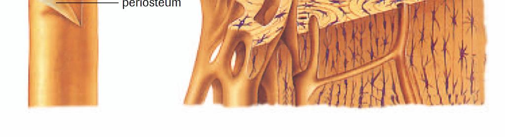 As calcium and phosphorus salts are deposited in the cartilage during ossification, cartilage cells begin to die and canals are formed within the structure.