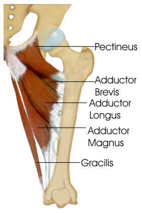 hip adductors The hip adductors include pectineus, gracilis and adductor longus, brevis and magnus.