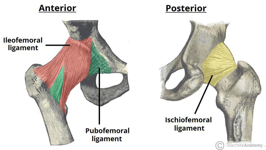 Ligaments of the hip The iliofemoral ligament ( Y ligament of Bigelow ) reinforces the anterior capsule.