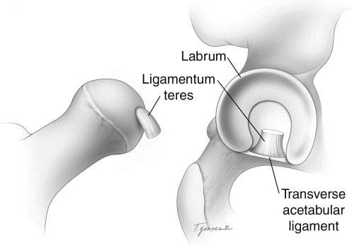 transverse acetabular ligament traverses the acetabular notch, connecting the anterior and posterior edges of the labrum The deepest layer of labral tissue blends