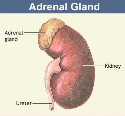 Imbalances in Adrenal Medulla Adrenal medullary