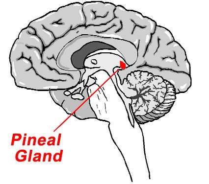 Pineal Gland Small gland hanging from the roof of the third ventricle Melatonin Timing of sexual maturation and puberty