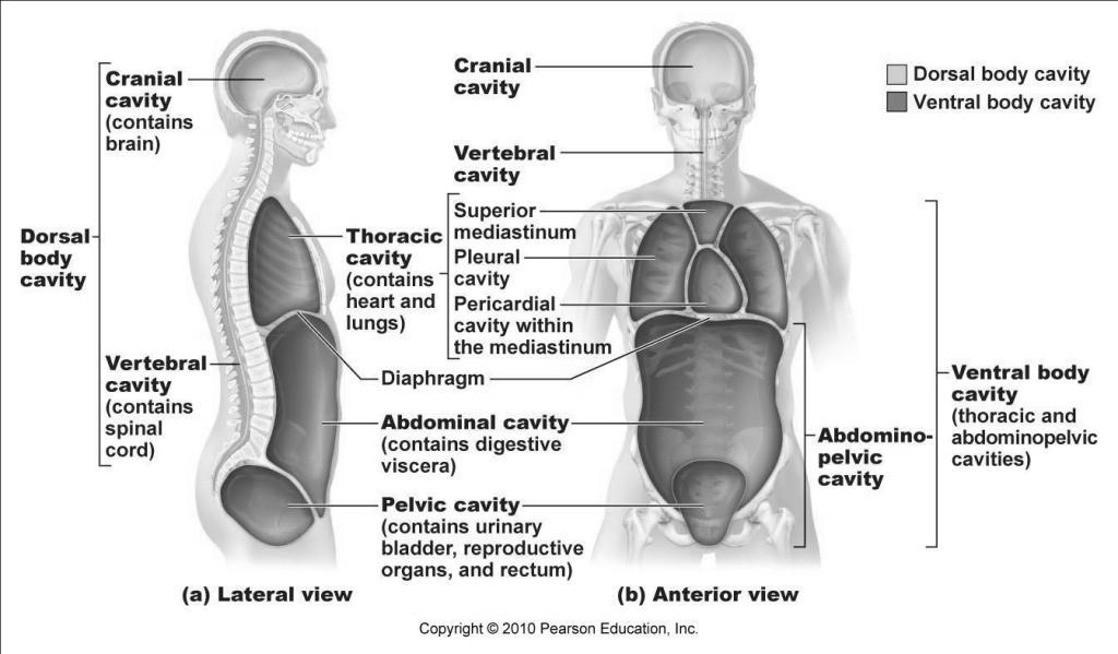 Anterior/Posterior halves. A Median (Midsagittal) plane divides the body or an organ into equal Left/Right halves.