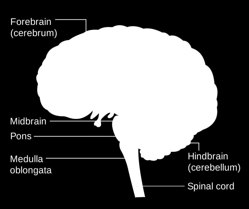 Brainstem What are the structures and functions of the brain?