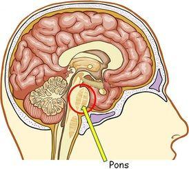 Brain Stem: Pons The pons above the