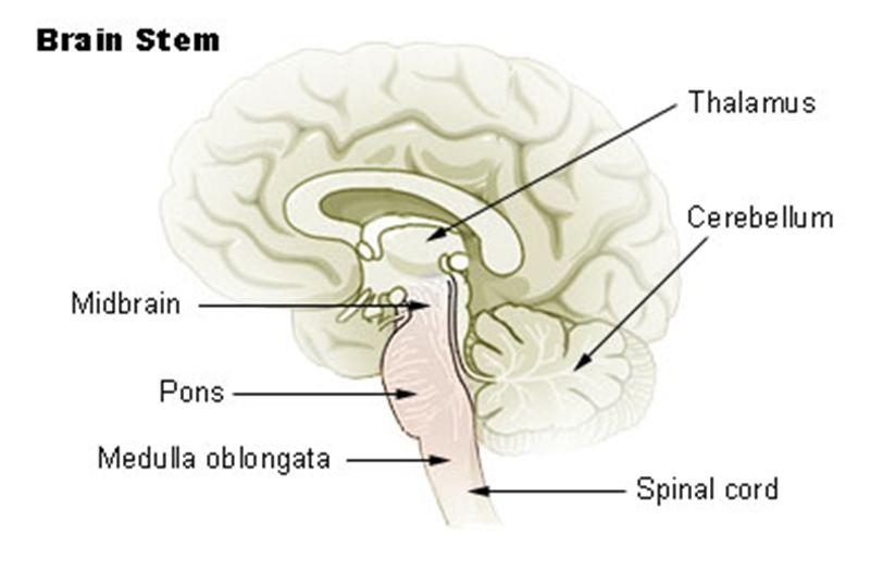 Cerebellum The little brain (cerebellum) attached to the rear of