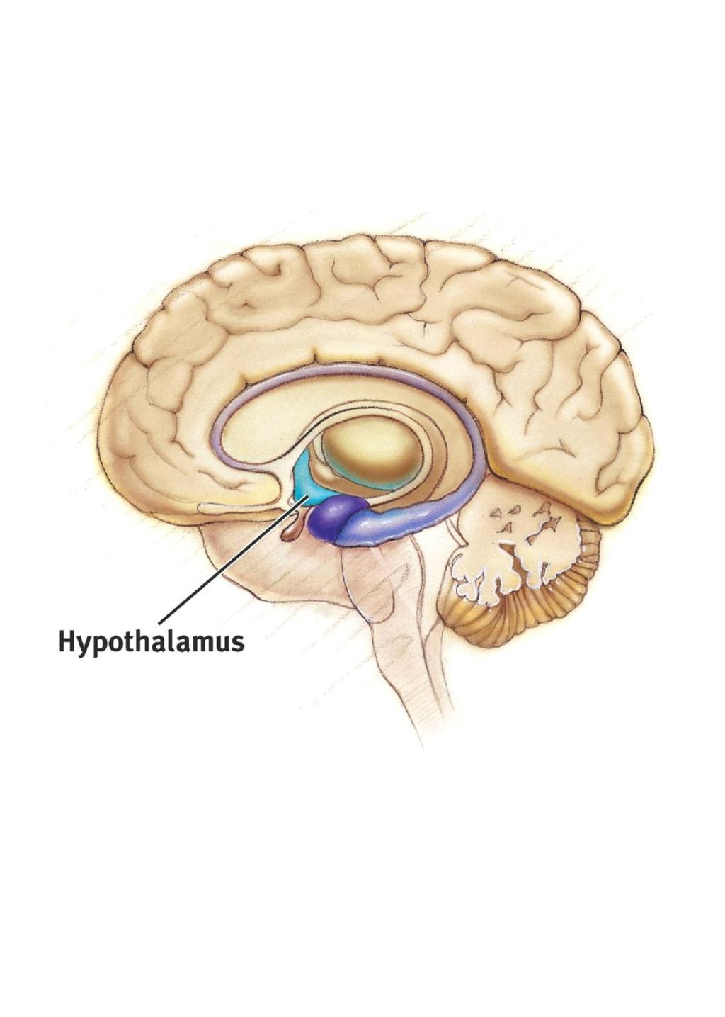 Hypothalamus The Hypothalamus lies below (hypo) the thalamus.