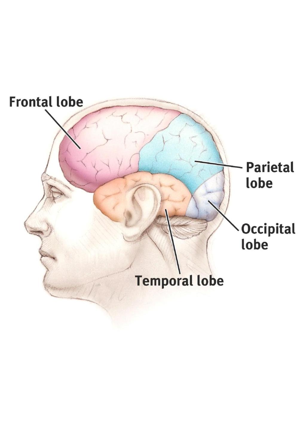 Structure of the Cortex Each brain hemisphere is divided into four lobes that are separated by prominent fissures.