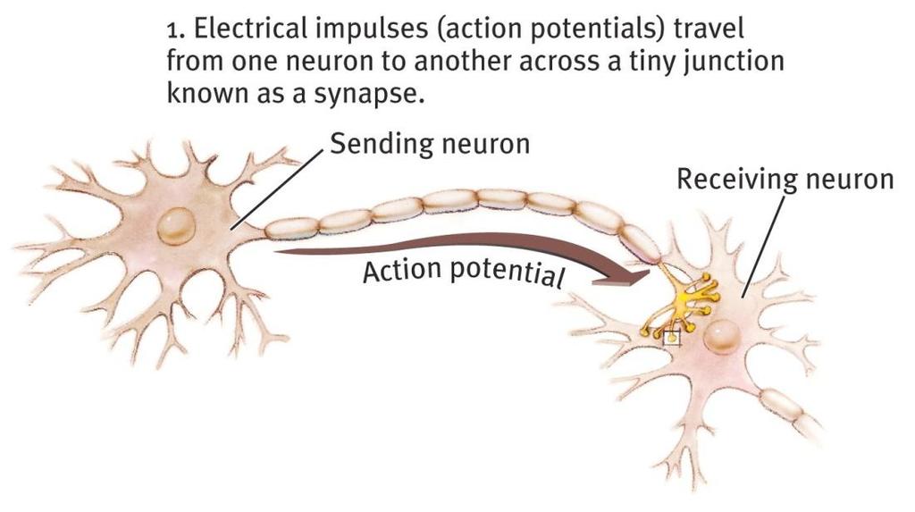 Synapse Synapse a junction between the axon tip of the