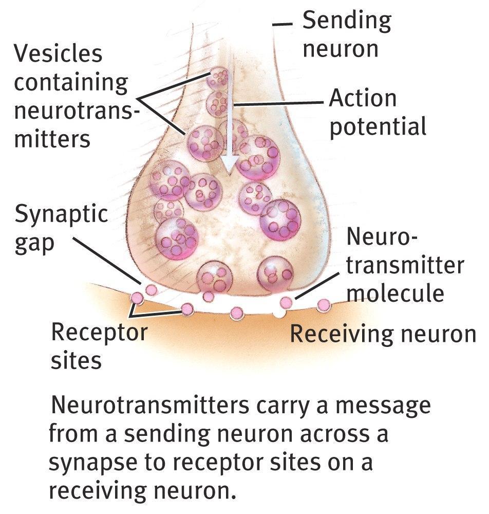 receiving neuron.