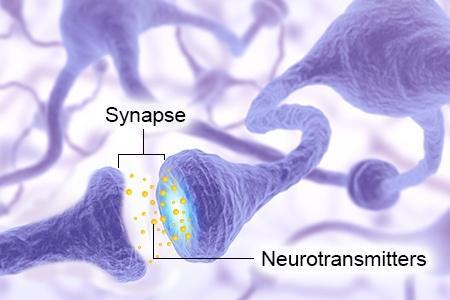 synapse and bind to receptor sites on the receiving