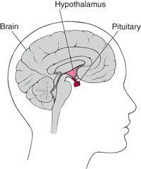 The Pituitary Gland Is called the master gland. It releases hormones that regulate other glands. Releases the growth hormone.