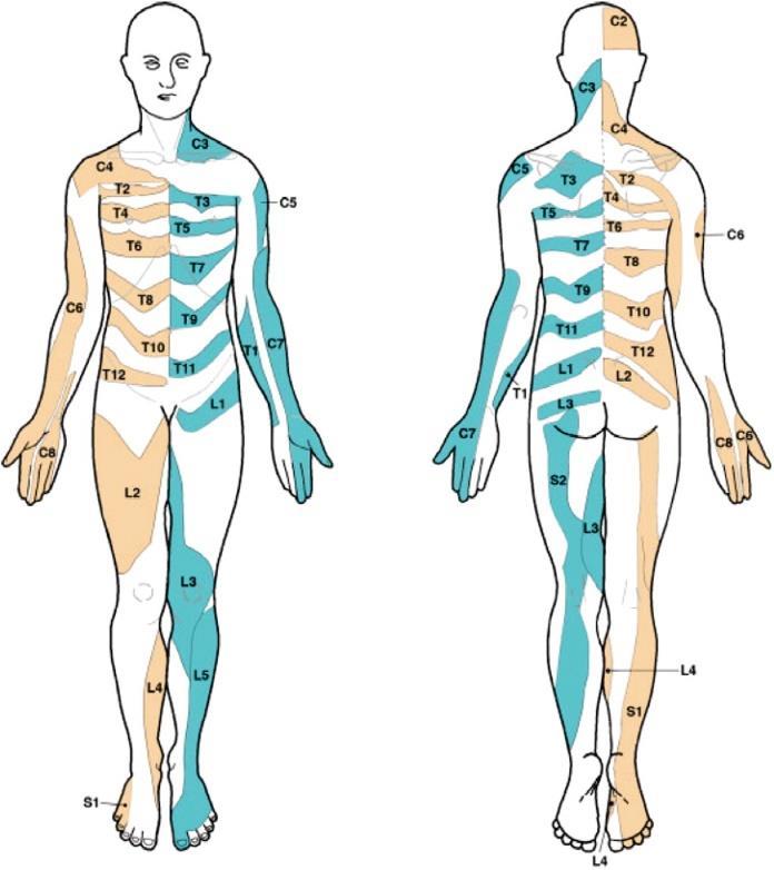 The corresponding nerve root for each area tested is indicated in parenthesis