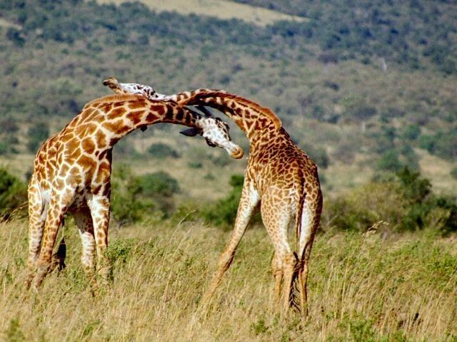 more fights than shorter-necked giraffes, and can then father