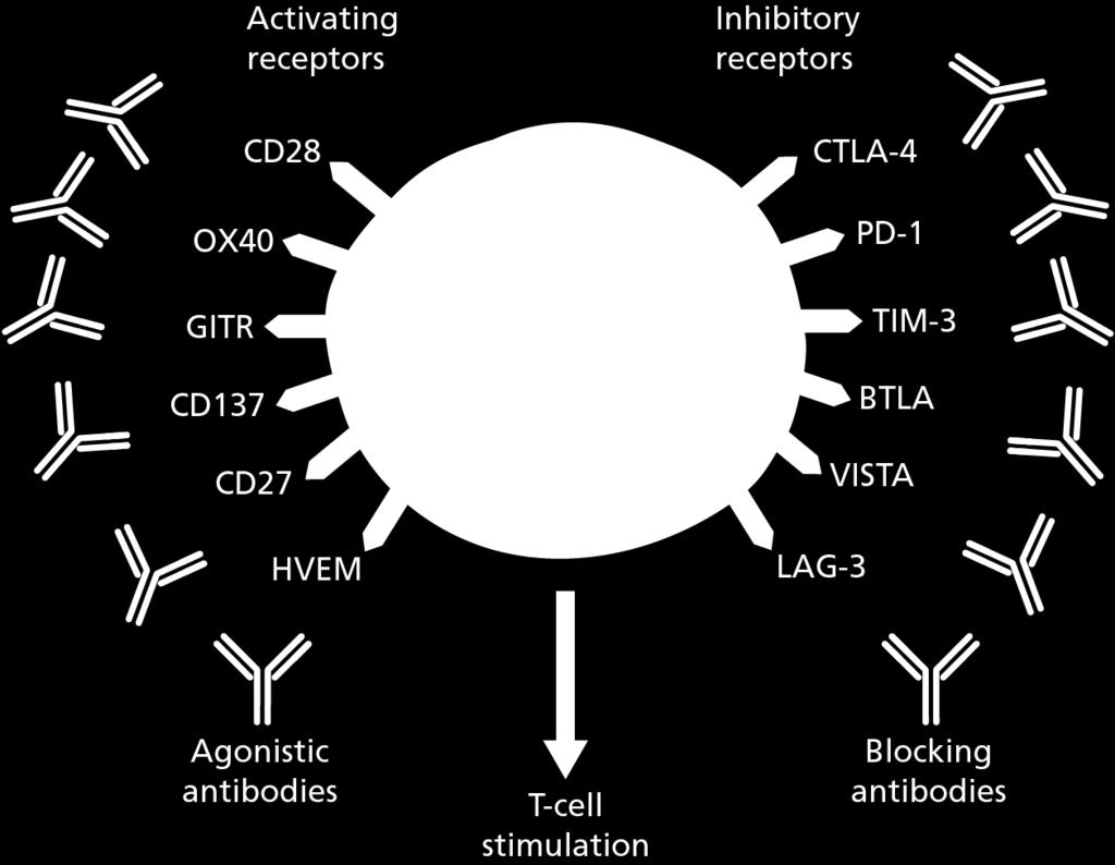 Immune Modulatory Receptors Turning Up The Activating Blocking the