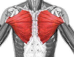 O = medial clavicle, sternum I = greater