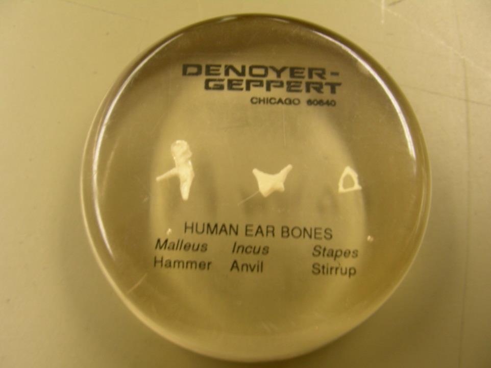 Bone Flashcards for 0a EAR