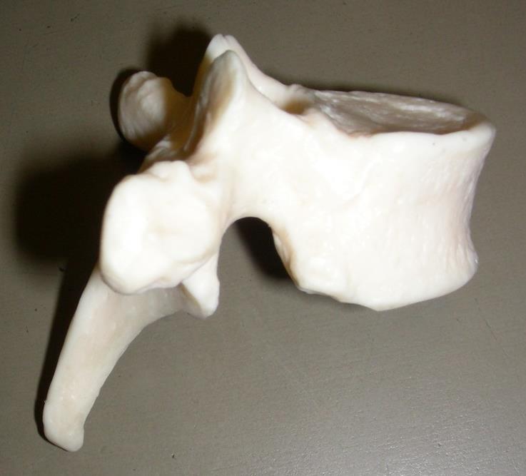 Bone Flashcards for 0a 6 7 THORACIC VERTEBRAE Each one articulates with
