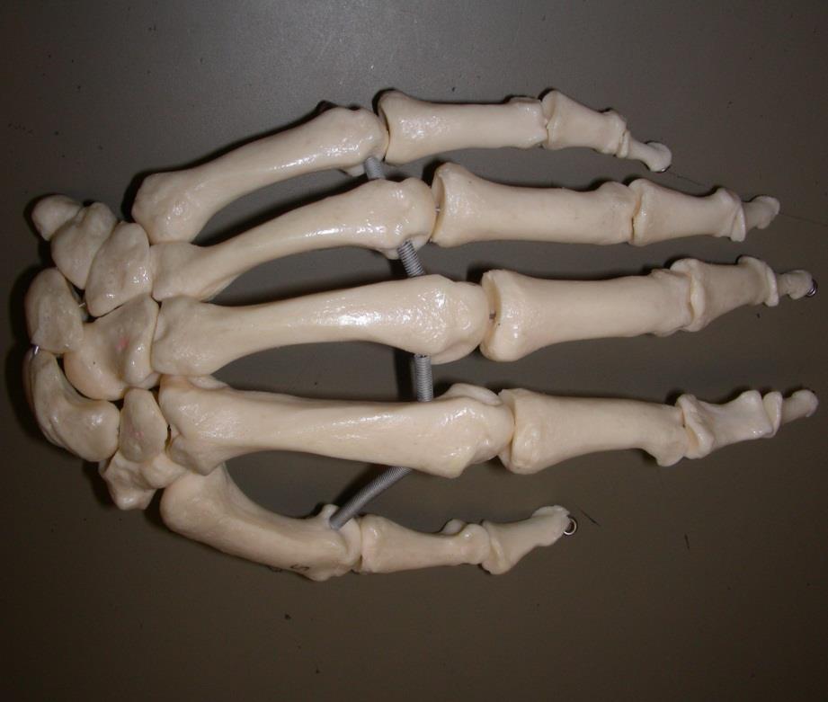 Bone Flashcards for 0a A B C A. CARPALS B. METACARPALS; They are numbered -. (eg, Metacarpal is labeled as B ) C.