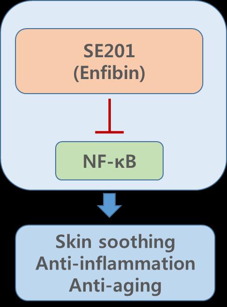 FF. Our Tri-Peptide Science I. SE201 (Enfibin, NF-kB inhibiting Tripeptide) NF-kB is a transcription factor involved in the proinflammatory responses causing the skin aging and inflammation.