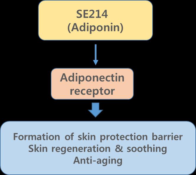 VII. SE214 (Adiponin, Adiponectin-receptor activating tripeptide) Adiponin, an INCI named cosmeceutical / cosmetic ingredient (SE214), is a low molecular-weight tripeptide derived from Adiponectin,