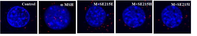 The effect of Winhibin tripeptide on the interaction of MITF with β-catenin in B16F1 mouse melanoma