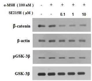2. The effect of winhibin tripeptides on the expression of β-catenin and the phosphorylation of GSK-3 in human