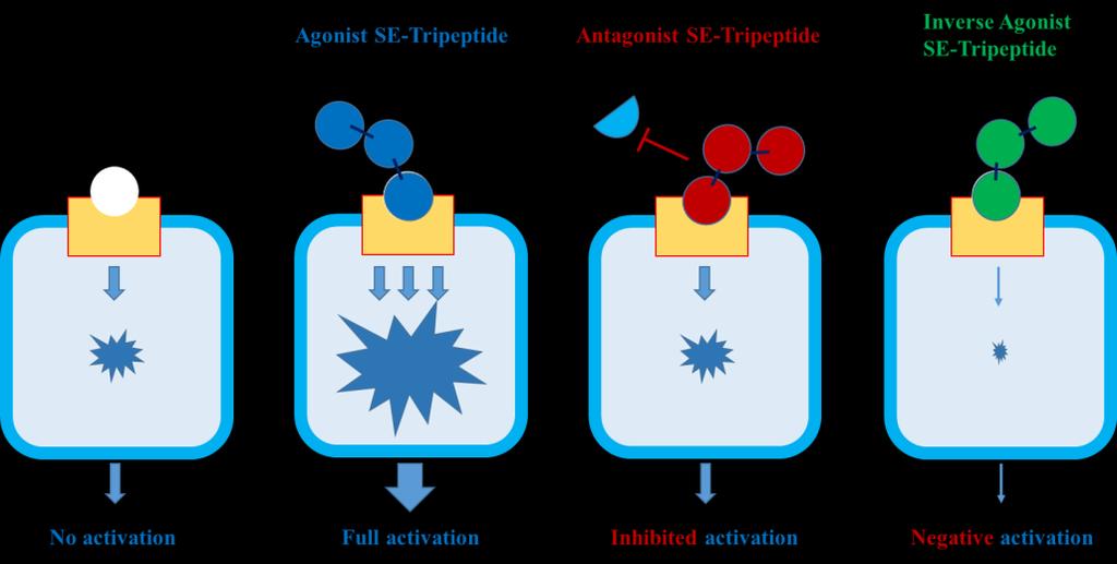 3. Our SE-tripeptides properly interact with specific target proteins. For example, they bind to receptors on the cell surface as ligands and subsequently control intracellular signaling events.