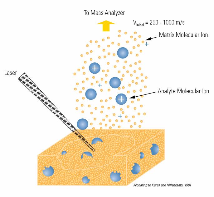 MALDI technique Analyte molecules are imbedded / dissolved in a large molar excess of small organic molecules absorbing the laser light electronically, UV-MALDI.