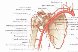 Arteries and Veins of the Upper Arm All blood supply to the tissues of the arm,